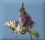 buddleja
