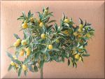 Cumquat