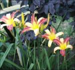 hemerocallis