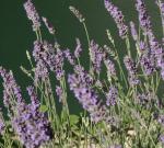 lavanda