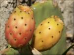opuntia - fico d'india