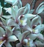 cymbidium