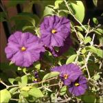 una varietà di solanum