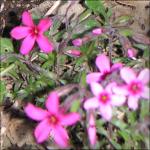 phlox subulata