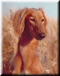Ambi