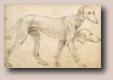 Federico Zuccaro Studies of a Greyhound